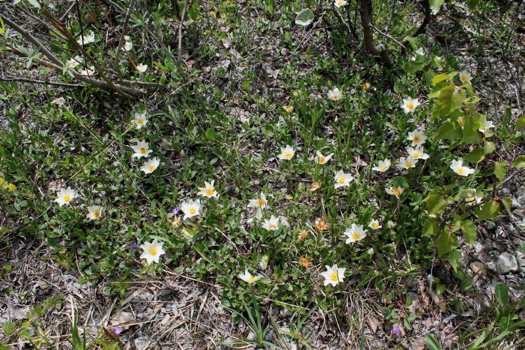 Entreves (AO) - Dryas octopetala